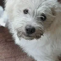 سگ گمشده|حیوانات|تنکابن, |دیوار