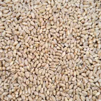 گندم بذری (کم آب و پر آب با تناژ بالا)|عمدهفروشی|شیراز, بازار|دیوار