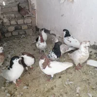 گوره سرخ آخر گم شده