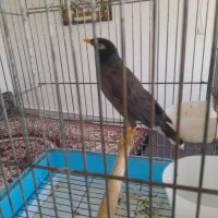 مرغ مینا سخنگو|پرنده|صحنه, |دیوار