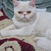 گمشده