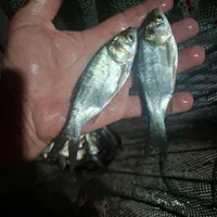 بچه ماهیان گرم ابی|ماهی|کرمان, |دیوار