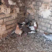 کبوتر سرحال و مولد|پرنده|اهواز, شهرک اکباتان|دیوار