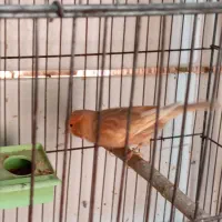 چند تا قناری نر مست دهن زن|پرنده|بوشهر, |دیوار