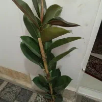 فیکوس سبز زیبا|گل و گیاه طبیعی|بجنورد, |دیوار