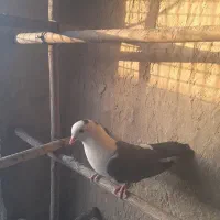 کبوتر  کل سفید ماده|پرنده|قم, کیوانفر|دیوار