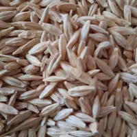 فروش جو  سفید دیم پاییزه