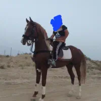 نریون کرد|اسب و تجهیزات اسب‌سواری|کاشمر, |دیوار