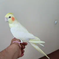 عروس هلندی نر