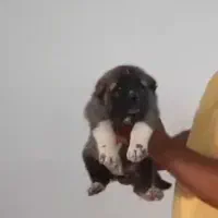 افغان نسل باتور