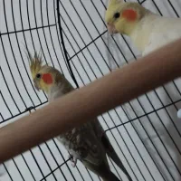 عروس هلندی|پرنده|فردیس, شهرک ارم|دیوار