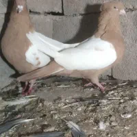 توقی|پرنده|اردبیل, |دیوار