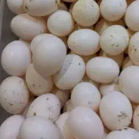 ۲۳عدد  تخم کفتر دونه ۸ تومن