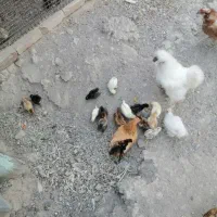 مرغ و خروس