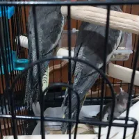 جوجه عروس هلندی