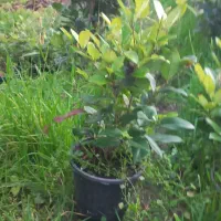 گل وگیاه|گل و گیاه طبیعی|املش, |دیوار