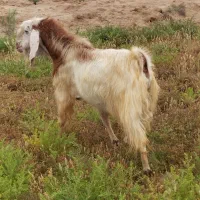 بز نر موقعیت رامشیر