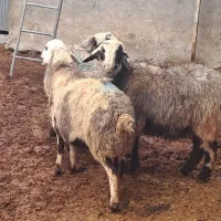 ۳راس میش وشیشک آبستن