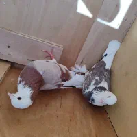کبوتر|پرنده|نقده, |دیوار