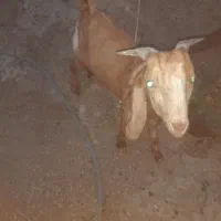 کهره نر فروشی|حیوانات مزرعه|وحدتیه, |دیوار