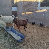 بز دورگ چاق