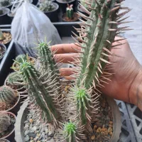 افوربیا فروکس، کاکتوس|گل و گیاه طبیعی|بندرعباس, |دیوار