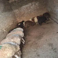 گوسفند فروشی