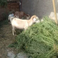 گوشت برا محرم