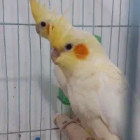 عروس هلندی ۲ماهه سالم خونگی