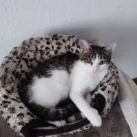 واگذاری گربه رایگان|گربه|اندیشه, اندیشه فاز ۲|دیوار