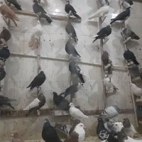 کبوتر زدوخردی گردن کلفت
