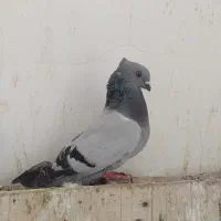 کبوتر شامی