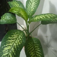 گل دیفن بزرگ|گل و گیاه طبیعی|قروه, |دیوار