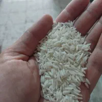 برنج هاشمی|عمده‌فروشی|رشت, حاجی آباد|دیوار