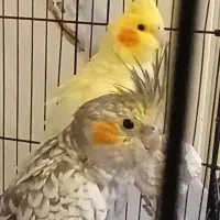 جفت عروس هلندی