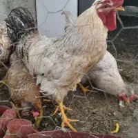 خروس