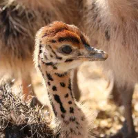 جوجه شترمرغ یک هفته ای