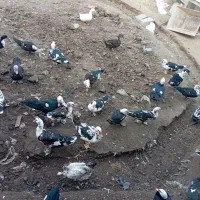 اردک اسرائیلی|حیوانات مزرعه|کومله, |دیوار