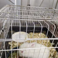 خرگوش لوپ با قفس و لوازم با هم 600