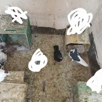 کبوتر‌پرشی‌مفت