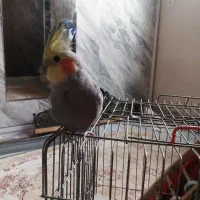 عروس هلندی نرو ماده تخم گذار|پرنده|فردیس, فردیس|دیوار