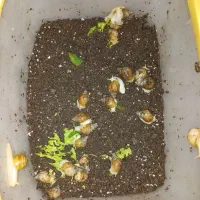 حلزون آچاتینا آلبینو جوجه