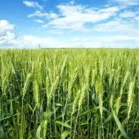 کود  پایه   برای  کشت گندم|خدمات باغبانی و درختکاری|اهواز, بهارستان|دیوار