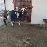 گوسفند اصل پلنگی ۲ عدد