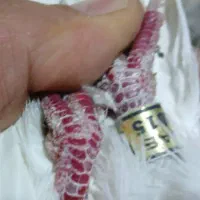 کبوتر نوک قنار