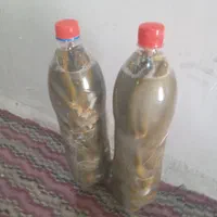 خیار شور تازه|خوردنی و آشامیدنی|تهران, شهرآرا|دیوار