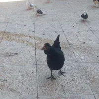 مرغ وخروس گلین
