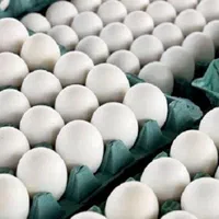 پخش عمده تخم مرغ