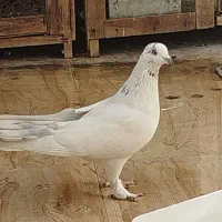 نر خال پیس پاپر