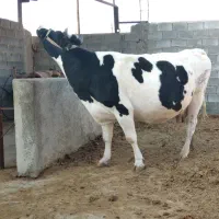 ۲راس گاوسمینتال وهلشتیان ابستنی سنگین وتلیسه صنعتی